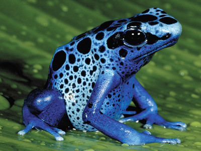 Poison Dart frog - © Attention Deficit Disorder Prosthetic Memory Program
