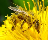 Pollination - © Attention Deficit Disorder Prosthetic Memory Program