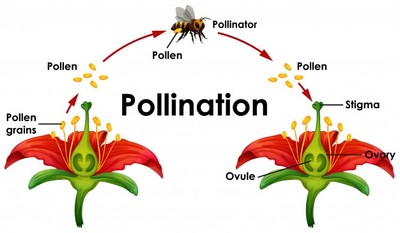 Pollination - © Attention Deficit Disorder Prosthetic Memory Program