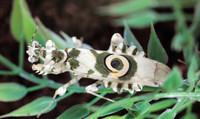 Pseudocreobotra Wahlbergii - © Attention Deficit Disorder Prosthetic Memory Program