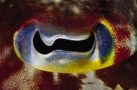 Pupil Patterns - © Attention Deficit Disorder Prosthetic Memory Program