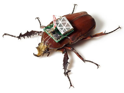 Remote Control Beetles - © Attention Deficit Disorder Prosthetic Memory Program