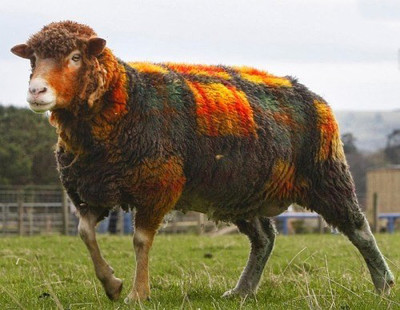 Spray-Painted Sheep - © Attention Deficit Disorder Prosthetic Memory Program