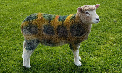 Spray-Painted Sheep - © Attention Deficit Disorder Prosthetic Memory Program