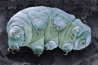 Tardigrades In Outer Space - © Attention Deficit Disorder Prosthetic Memory Program