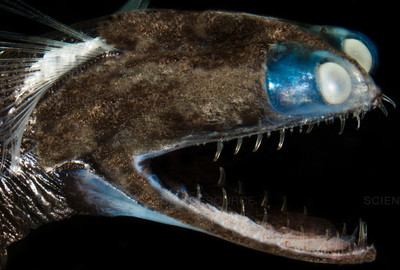 Telescopefish - © Attention Deficit Disorder Prosthetic Memory Program