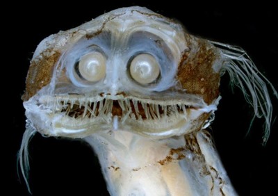 Telescopefish - © Attention Deficit Disorder Prosthetic Memory Program