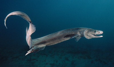 The Frilled Shark - © Attention Deficit Disorder Prosthetic Memory Program