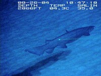 The Frilled Shark - © Attention Deficit Disorder Prosthetic Memory Program