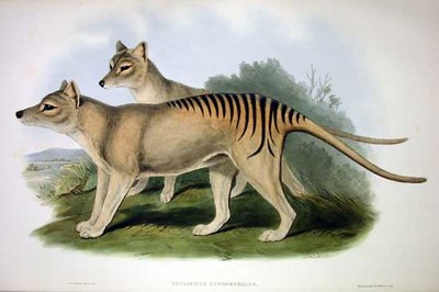 Thylacine - © Attention Deficit Disorder Prosthetic Memory Program