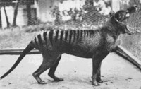 Thylacine - © Attention Deficit Disorder Prosthetic Memory Program