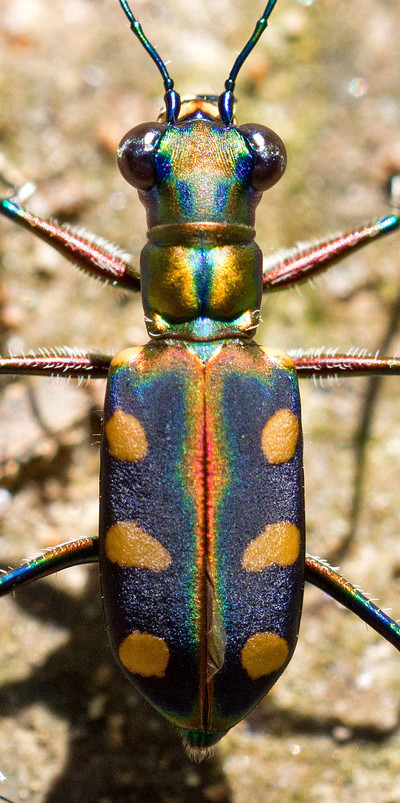 Tiger beetle - © Attention Deficit Disorder Prosthetic Memory Program