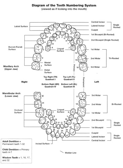 Tooth Universal Numbering System - © Attention Deficit Disorder Prosthetic Memory Program