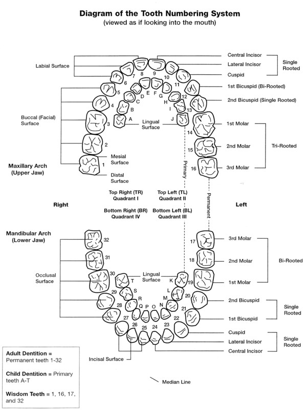 tooth-universal-numbering-system-attention-deficit-disorder