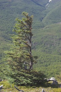 Wind Swept Trees - © Attention Deficit Disorder Prosthetic Memory Program