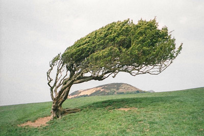 Wind Swept Trees - © Attention Deficit Disorder Prosthetic Memory Program
