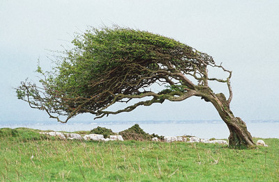 Wind Swept Trees - © Attention Deficit Disorder Prosthetic Memory Program