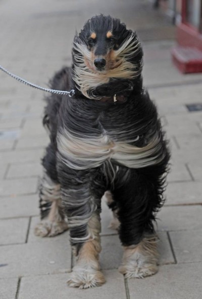 Windblown Dogs - © Attention Deficit Disorder Prosthetic Memory Program
