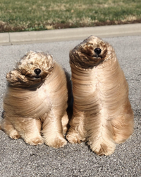 Windblown Dogs - © Attention Deficit Disorder Prosthetic Memory Program