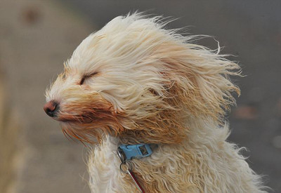 Windblown Dogs - © Attention Deficit Disorder Prosthetic Memory Program