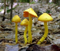 Yellow - © Attention Deficit Disorder Prosthetic Memory Program